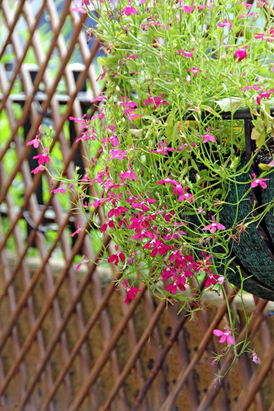 Garden Trellis Installation in Conroe, TX